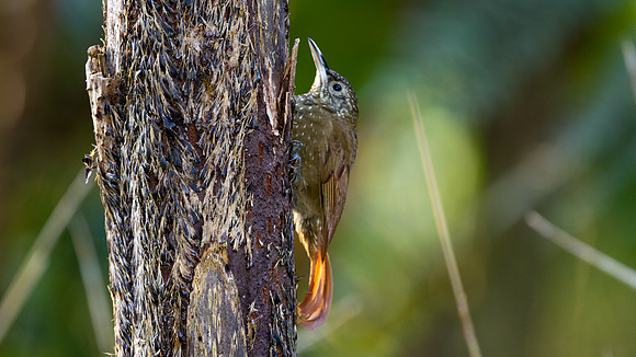 Olive-backed Woodcreeper (Xiphorhynchus triangularis)