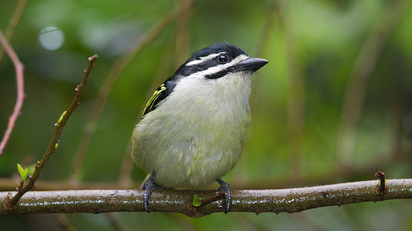 Yellow-rumped Tinkerbird (Pogoniulus bilineatus)