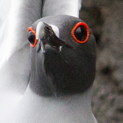 Swallow-tailed Gull (Creagrus furcatus)