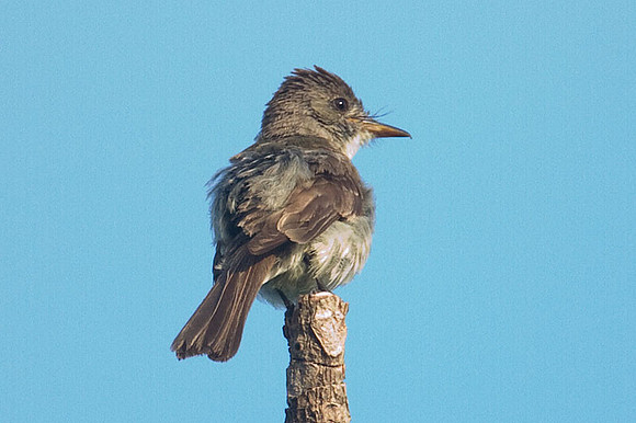 Tropical Pewee (Contopus cinereus)