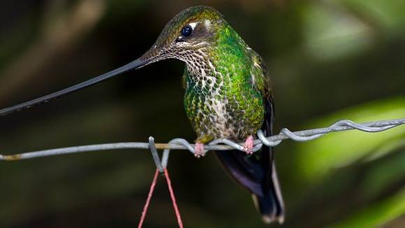 Sword-billed Hummingbird (Ensifera ensifera)