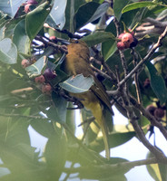 Yellowish bulbul (Hypsipetes everetti)