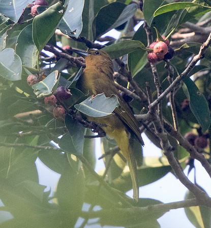 Yellowish bulbul (Hypsipetes everetti)