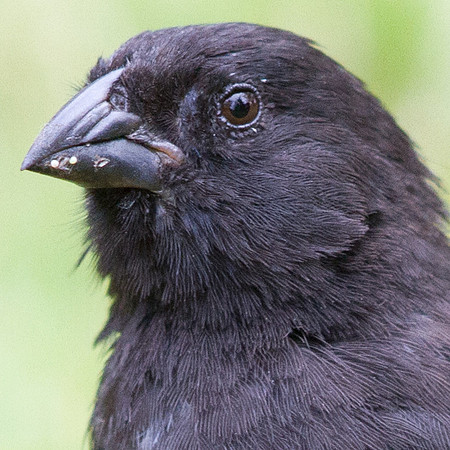 Small Ground Finch (Geospiza fuliginosa)