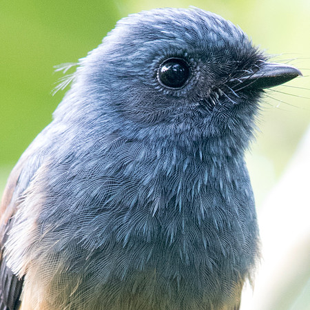 Blue-headed fantail (Rhipidura cyaniceps)