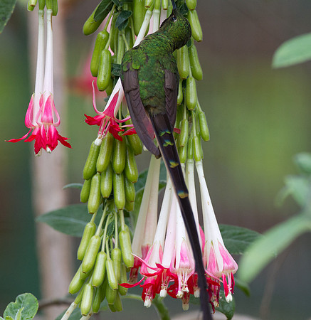 Black-tailed Trainbearer (Lesbia victoriae)