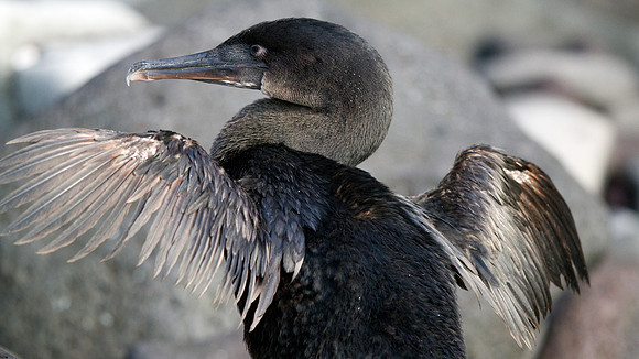 Flightless Cormorant (Phalacrocorax harrisi) Endemic