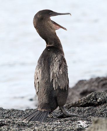 Flightless Cormorant (Phalacrocorax harrisi) Endemic