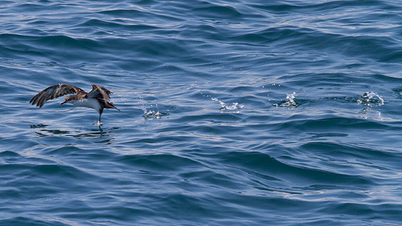 Galápagos Shearwater (Puffinus subalaris)