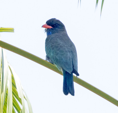Oriental dollarbird (Eurystomus orientalis)