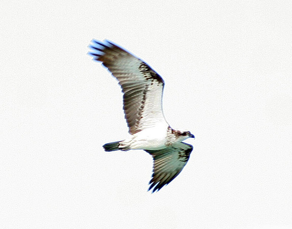 Osprey (Pandion haliaetus)