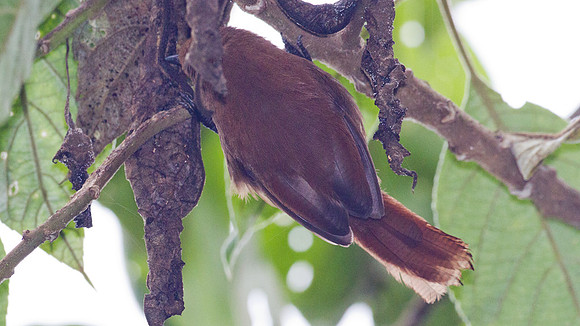 Rufous Wren (Cinnycerthia unirufa)