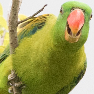 Blue-naped parrot (Tanygnathus lucionensis)