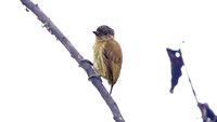 Olivaceous Piculet (Picumnus olivaceus)