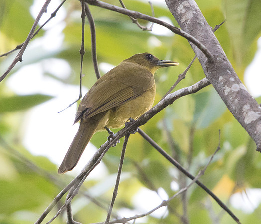 Halmahera Golden-Bulbul (Alophoixus chloris)