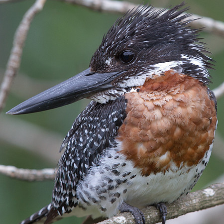 Giant Kingfisher (Megaceryle maxima)