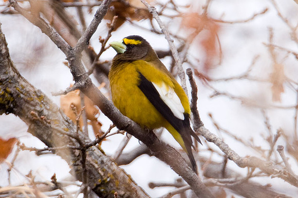 Evening Grosbeak (Coccothraustes vespertinus)
