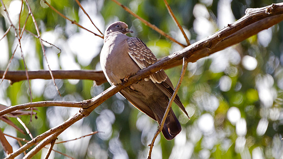 Spot-winged Pigeon (Patagioenas maculosa)