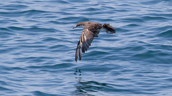 Galápagos Shearwater (Puffinus subalaris)
