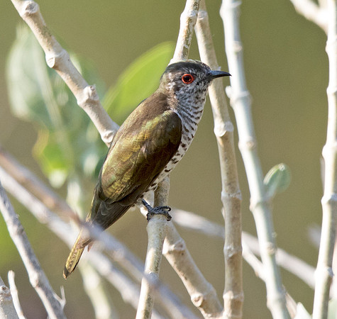 Little bronze cuckoo (Chrysococcyx minutillus)