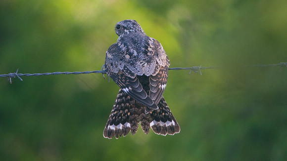 Common Nighthawk (Chordeiles minor) ?