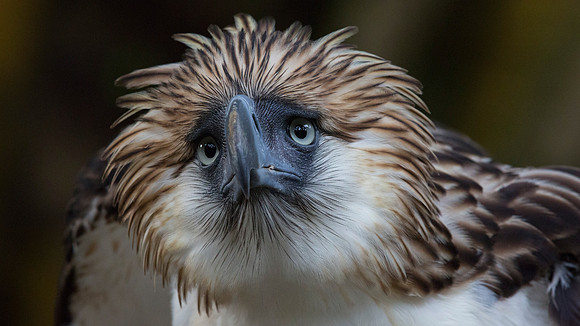 Philippine eagle (Pithecophaga jefferyi)
