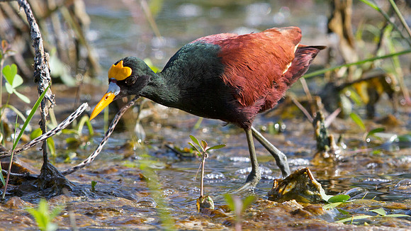 Northern Jacana (Jacana spinosa)