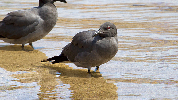 Lava Gull (Leucophaeus fuliginosus)