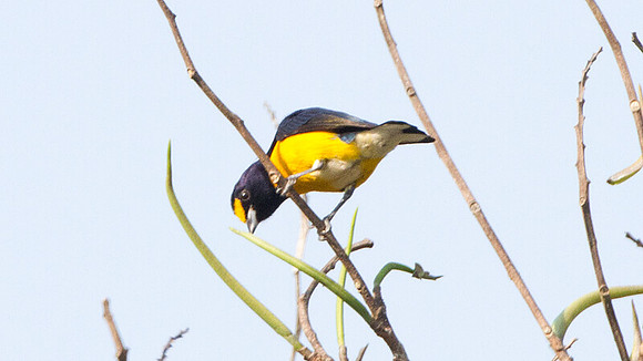 White-vented Euphonia (Euphonia minuta)