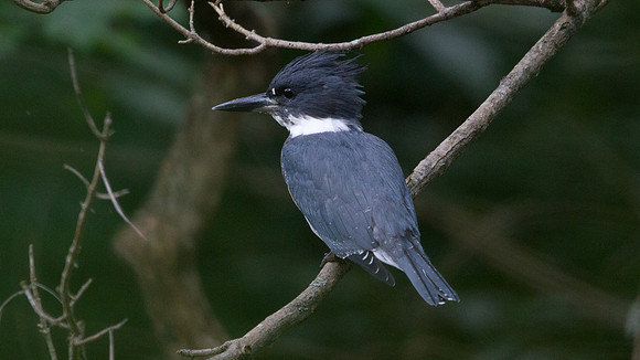 Belted kingfisher (Megaceryle alcyon)