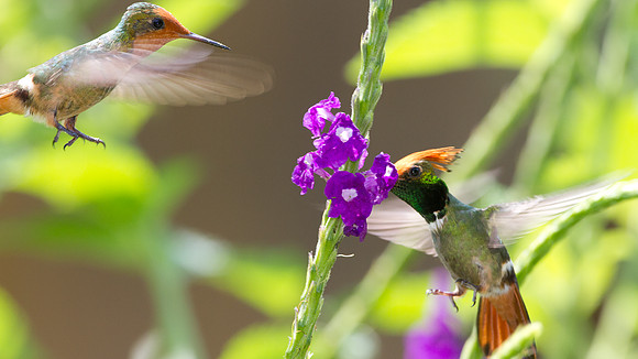 Rufous-Crested Coquette (Lophornis delattrei)