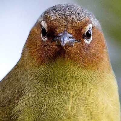 Chestnut-faced babbler (Zosterornis whiteheadi)
