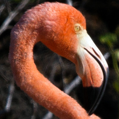 American Flamingo (Phoenicopterus ruber)