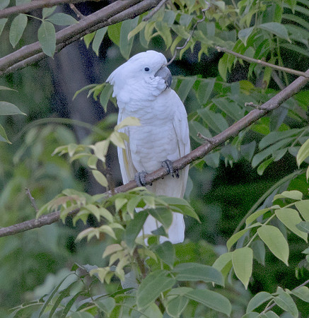 White cockatoo (Cacatua alba)