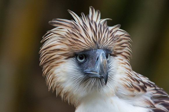 Philippine eagle (Pithecophaga jefferyi)