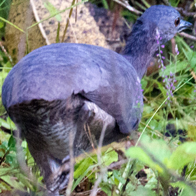 Undulated Tinamou (Crypturellus undulatus)