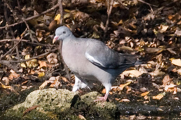 Common Wood Pigeon (Columba palumbus)
