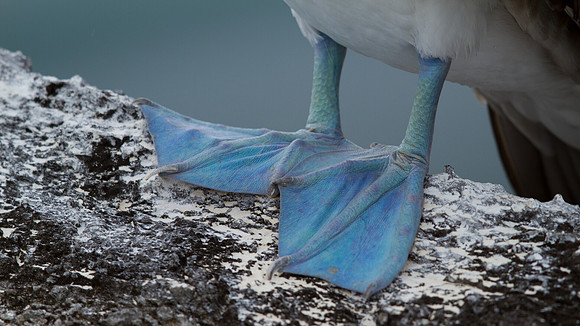 Blue-footed Booby (Sula nebouxii)