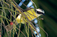 Social Flycatcher (Myiozetetes similis)