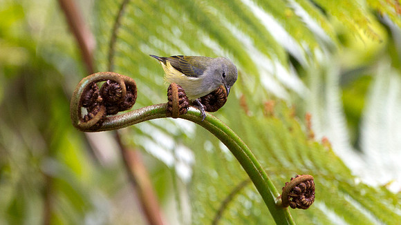 Bornean Flowerpecker (Dicaeum monticolum) female