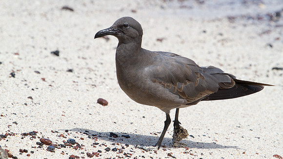 Lava Gull (Leucophaeus fuliginosus)