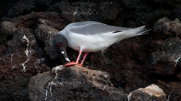 Swallow-tailed Gull (Creagrus furcatus)