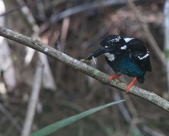 Southern silvery kingfisher (Ceyx argentatus)