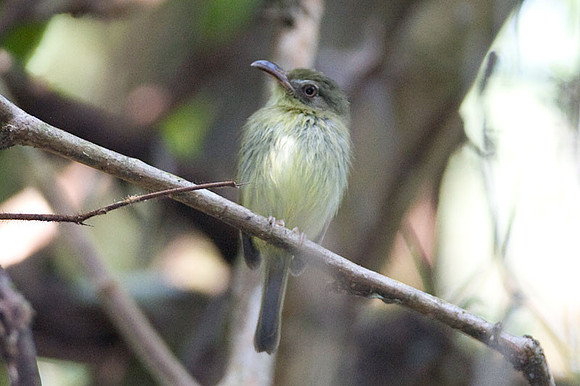 Southern Bentbill (Oncostoma olivaceum)