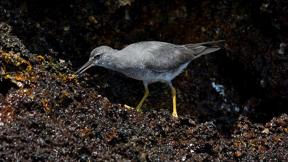 Wandering Tattler (Tringa incana)