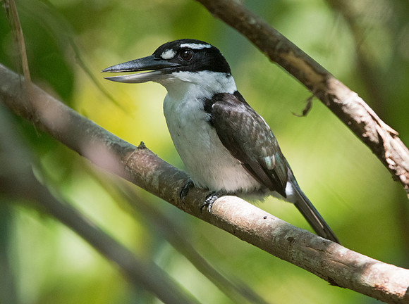 Sombre kingfisher (Todiramphus funebris)