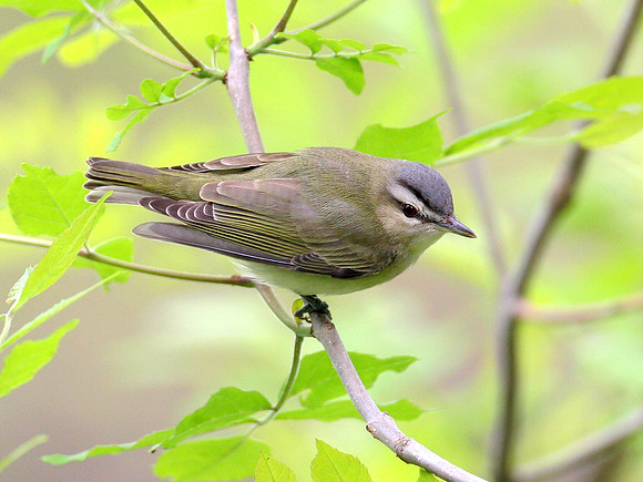 Red-eyed Vireo (Vireo olivaceus)