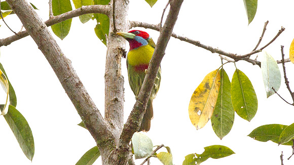 Versicoloured Barbet (Eubucco versicolor)