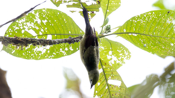 Palm Tanager (Thraupis palmarum)
