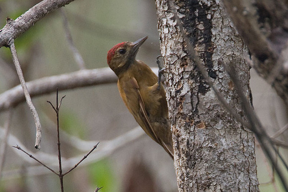 Smoky-brown Woodpecker (Veniliornis fumigatus)
